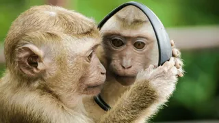 Viral Video Of Monkey Riding In Delhi Metro's Ladies Coach Amuses Internet; Netizens Pull ‘Ticketless Passenger’ Jokes